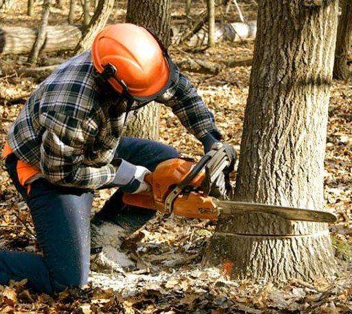 Tree Removal in Drake, CO